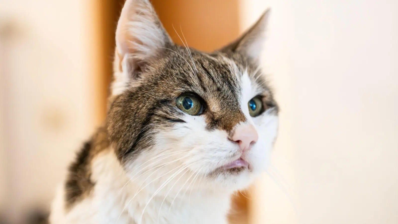 Katzen sollen auch in Amsterdam sicher wieder nach Hause kommen. (Symbolbild) (Foto: Silas Stein/dpa)