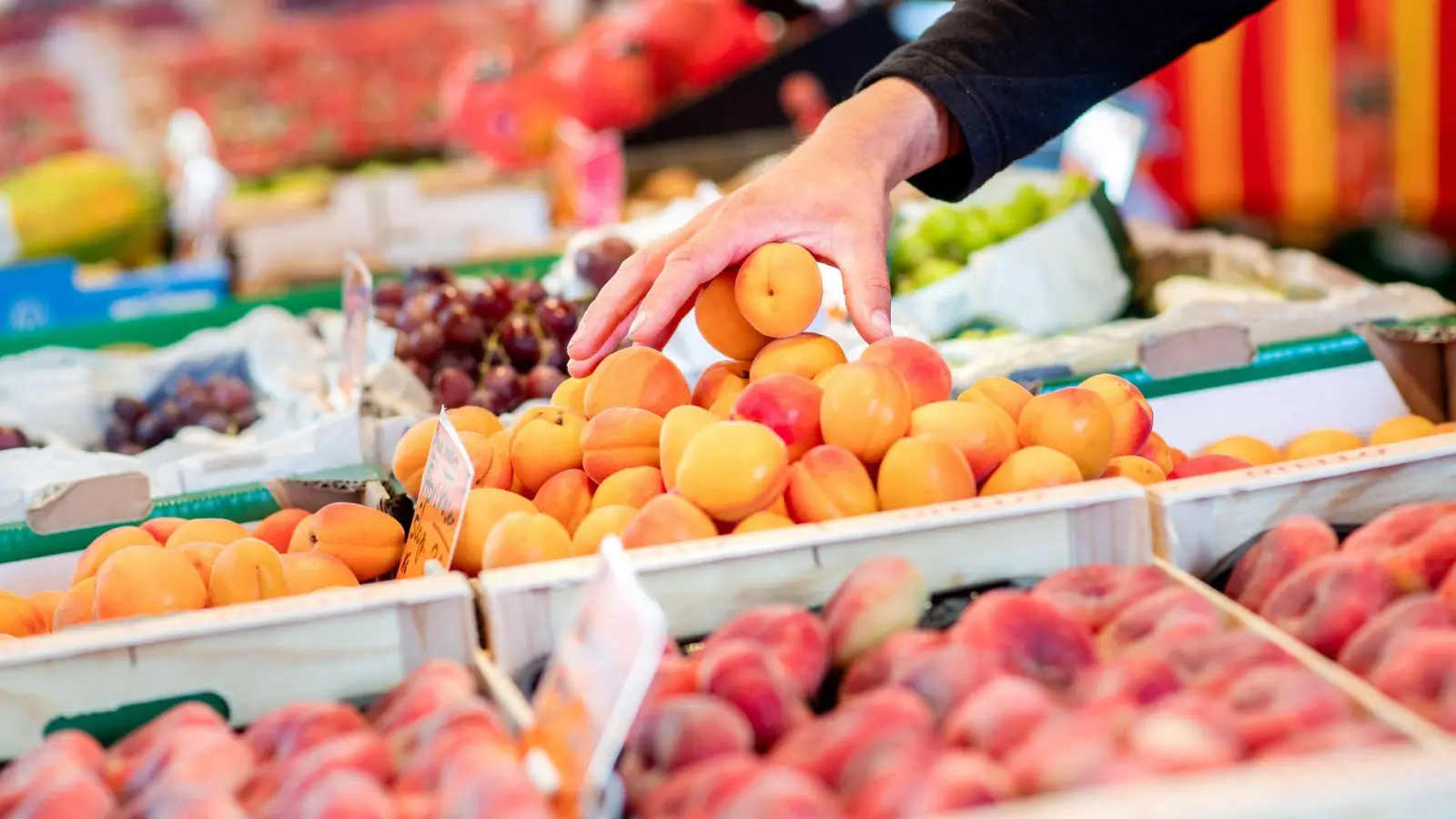 Perfekt reife Aprikosen haben ein saftiges Fruchtfleisch und ein süßsäuerliches Aroma. (Foto: Hauke-Christian Dittrich/dpa/dpa-tmn)