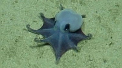 Der winzige blaue Oktopus ist in etwa so groß wie ein Golfball.  (Foto: -/Charles-Darwin-Stiftung/dpa)