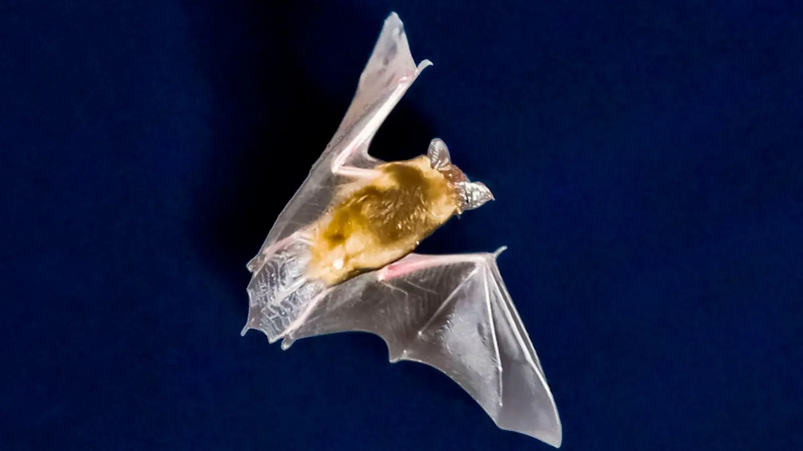 Die sinkende Zahl an Insekten macht Bayerns Fledermäusen zu schaffen.  (Foto: Frank Rumpenhorst/dpa)