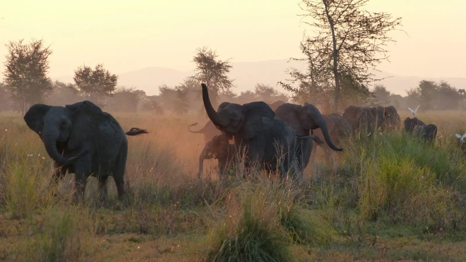 Mit etwas Glück begegnen Safaritouristen im Gorongosa-Nationalpark Elefanten in freier Wildbahn. (Foto: Florian Sanktjohanser/dpa-tmn/Archivbild)