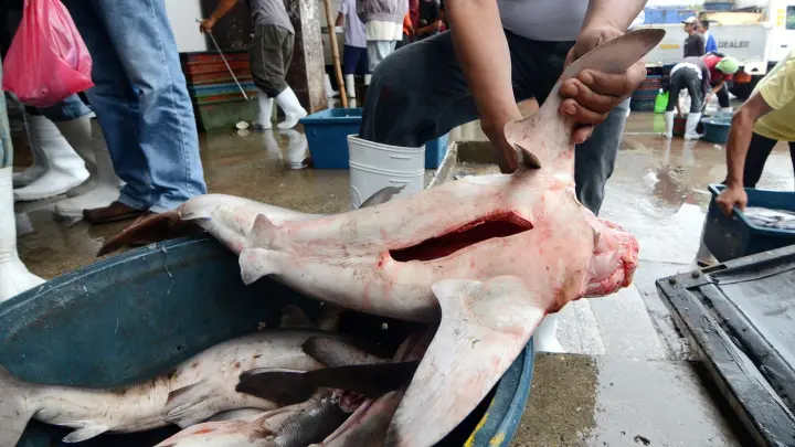 Ein philippinischer Fischer entfernt in Santos City (Philippinen) die Finne von einem Blauhai. Zum Abschluss der Weltartenkonferenz Cites in Panama haben die Vertreter von 184 Staaten ein Schutzpaket für fast 100 Hai- und Rochenarten bestätigt. (Foto: Ritchie Tongo/EPA/dpa)
