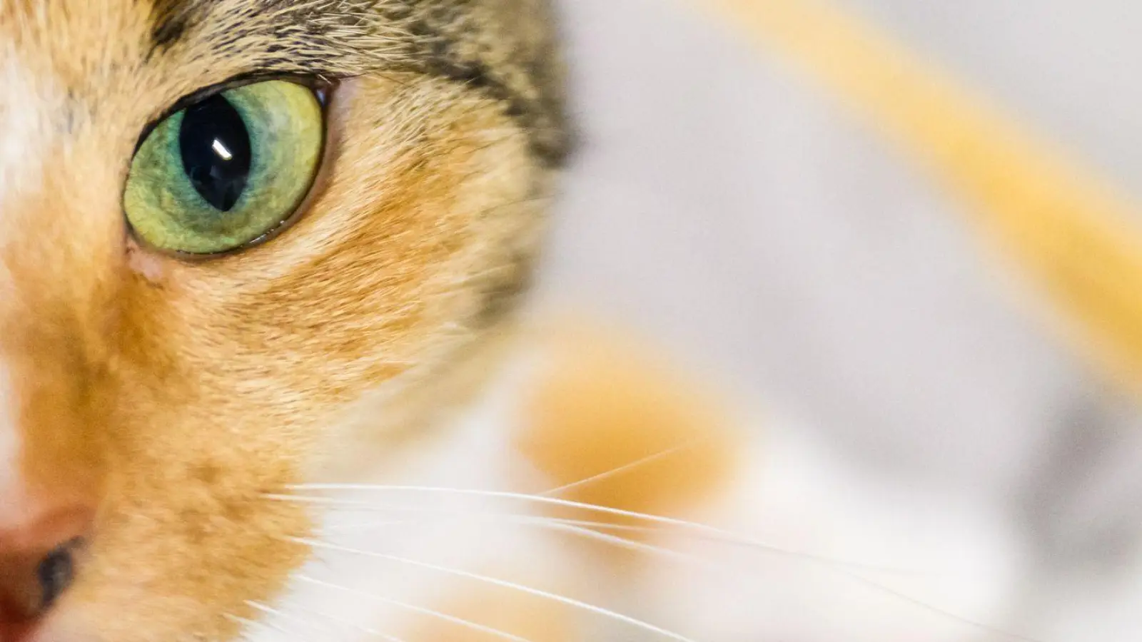 Katzenbesitzer sollen der Wissenschaft helfen: Mit Handyvideos ihrer Lieblinge. (Symbolbild) (Foto: Julian Stratenschulte/dpa)