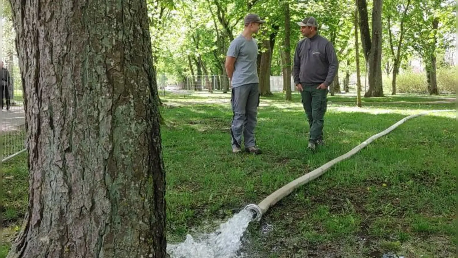 Die Bäume im Kurpark bekommen vorsorglich Wasser, um möglichem Hitzestress vorzubeugen. (Foto: Katrin Merklein)