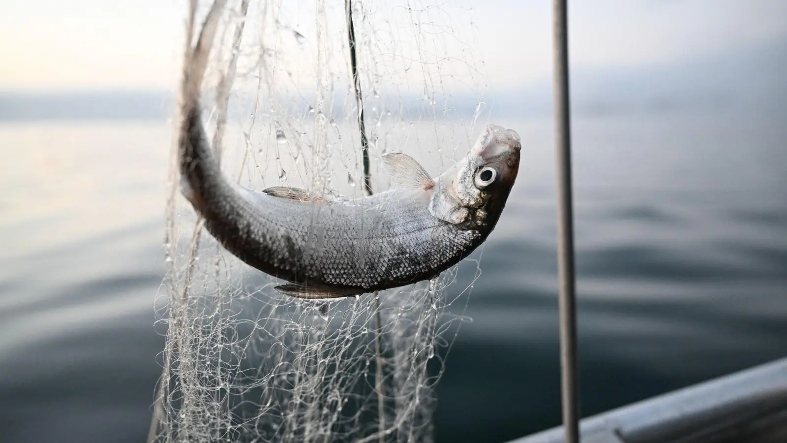 Ein Felchen hängt im Netz, das ein Fischer eingeholt hat. (Foto: Felix Kästle/dpa)