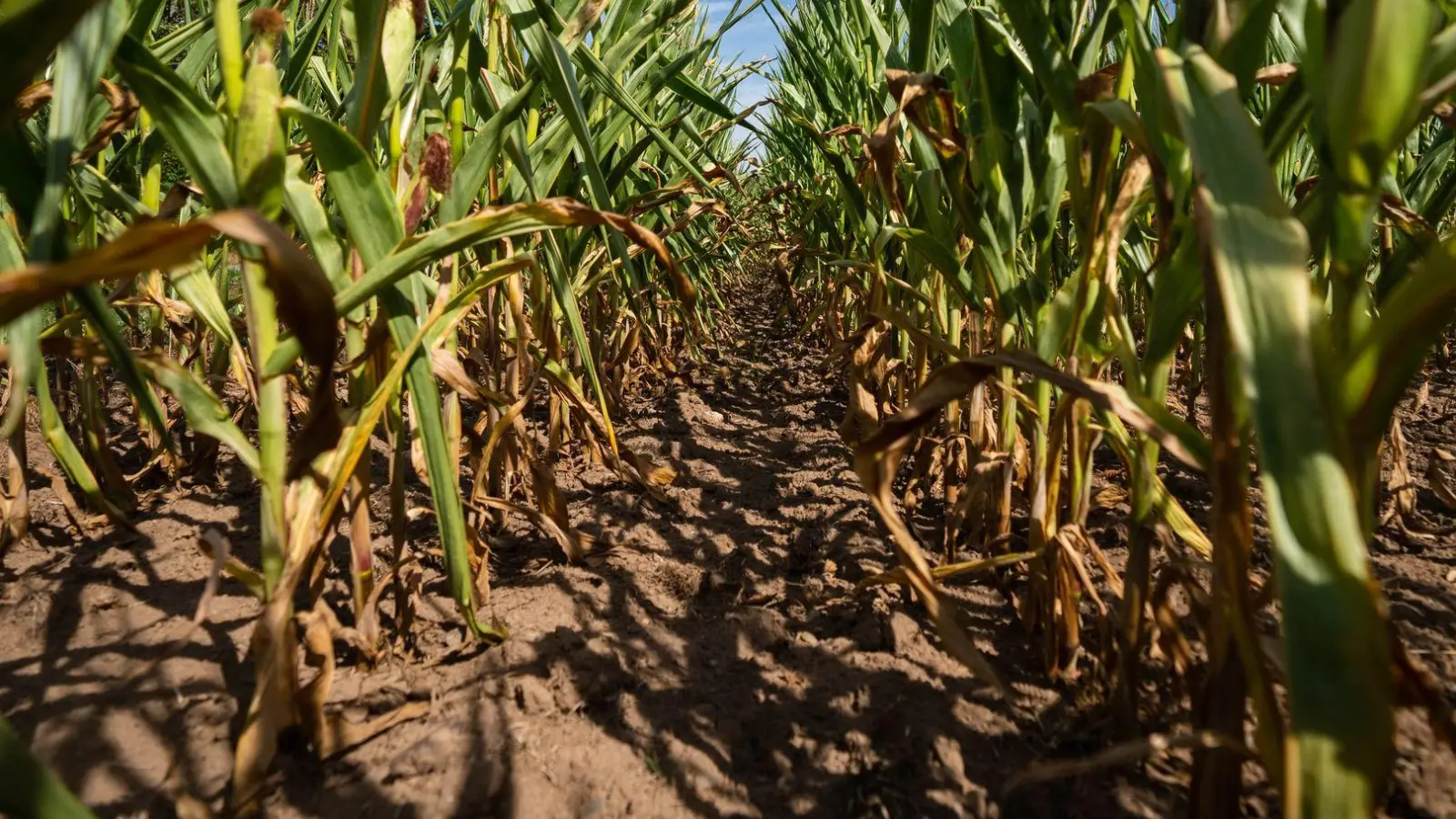 Der Mann hat sich sein Diebeslager in einem Maisfeld eingerichtet. (Symbolbild) (Foto: Nicolas Armer/dpa)