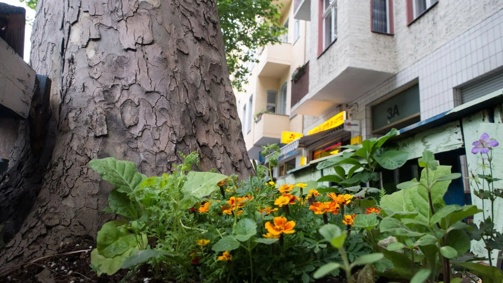 Immer öfter sieht man rings um Straßenbäume kleine Blumenbeete - das ist nicht nur hübsch anzusehen, sondern schützt unter Umständen auch die Bäume vor dem Vertrocknen. (Foto: Franziska Gabbert/dpa-tmn)