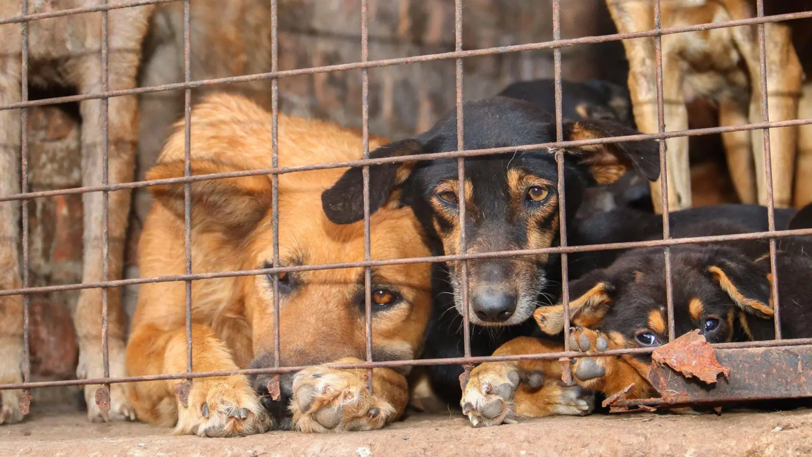 Für inszenierte Rettungsaktionen werden Tiere oft absichtlich misshandelt. (Foto: Handout / Berlin/Animal Welfare Alliance Uganda/dpa)