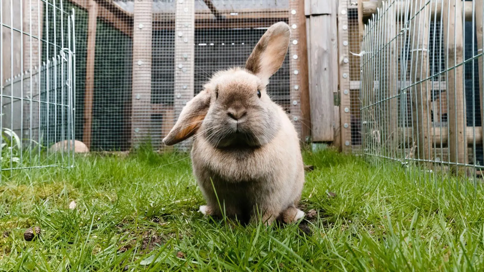Drohende Kälte, Nässe und Zugluft: Kann der Langohrfreund im Winter draußen bleiben? (Foto: Markus Scholz/dpa-tmn)