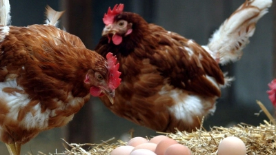 Die Schalenfarbe von Eiern lässt sich nicht beeinflussen, sondern ist genetisch bedingt und von der Hühnerrasse abhängig. (Foto: Matthias Bein/dpa-Zentralbild/dpa)