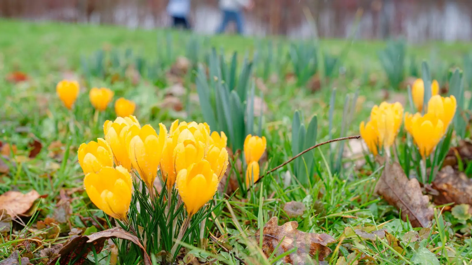 Milde Temperaturen sind für die nächsten Tage vorhergesagt. (Foto: Uwe Anspach/dpa)