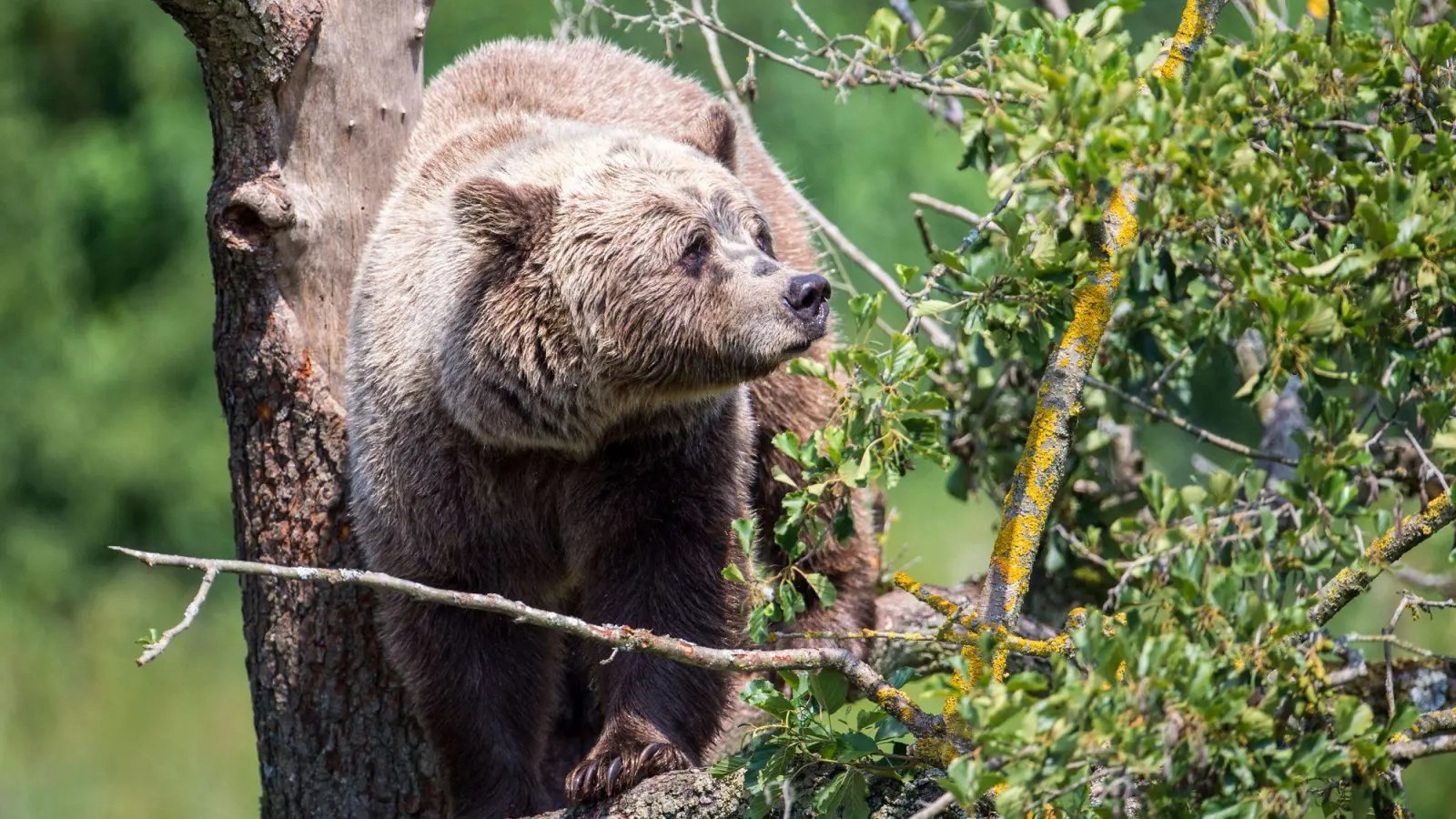 Ein Braunbär im oberbayerischen Wildpark Poing. Immer wieder gibt es Berichte über Sichtungen in freier Wildbahn. (Symbolbild)  (Foto: Lino Mirgeler/dpa)