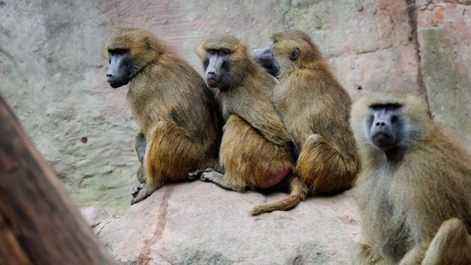 Einige der Guinea-Paviane im Nürnberger Zoo sollen aus Platzgründen getötet werden. (Archivbild) (Foto: Daniel Karmann/dpa)