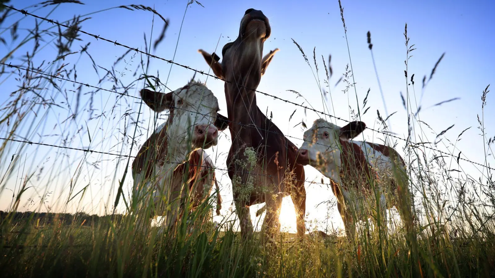 In Bayern leben derzeit rund 2,7 Millionen Rinder. (Archivbild) (Foto: Karl-Josef Hildenbrand/dpa)
