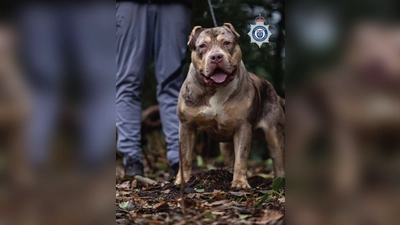Untersuchungen hätten ergeben, dass der XL-Bully Toretto bereits angefangen hatte, den Mann bei lebendigem Leib zu fressen, berichtet die Nachrichtenagentur PA. (Foto: Cheshire Police/PA Wire/dpa)