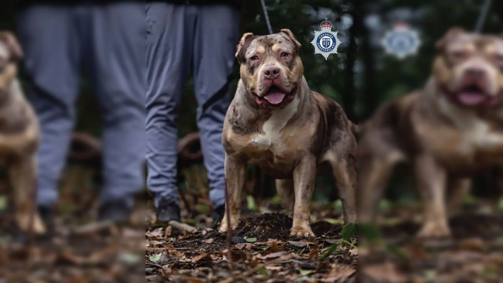 Untersuchungen hätten ergeben, dass der XL-Bully Toretto bereits angefangen hatte, den Mann bei lebendigem Leib zu fressen, berichtet die Nachrichtenagentur PA. (Foto: Cheshire Police/PA Wire/dpa)