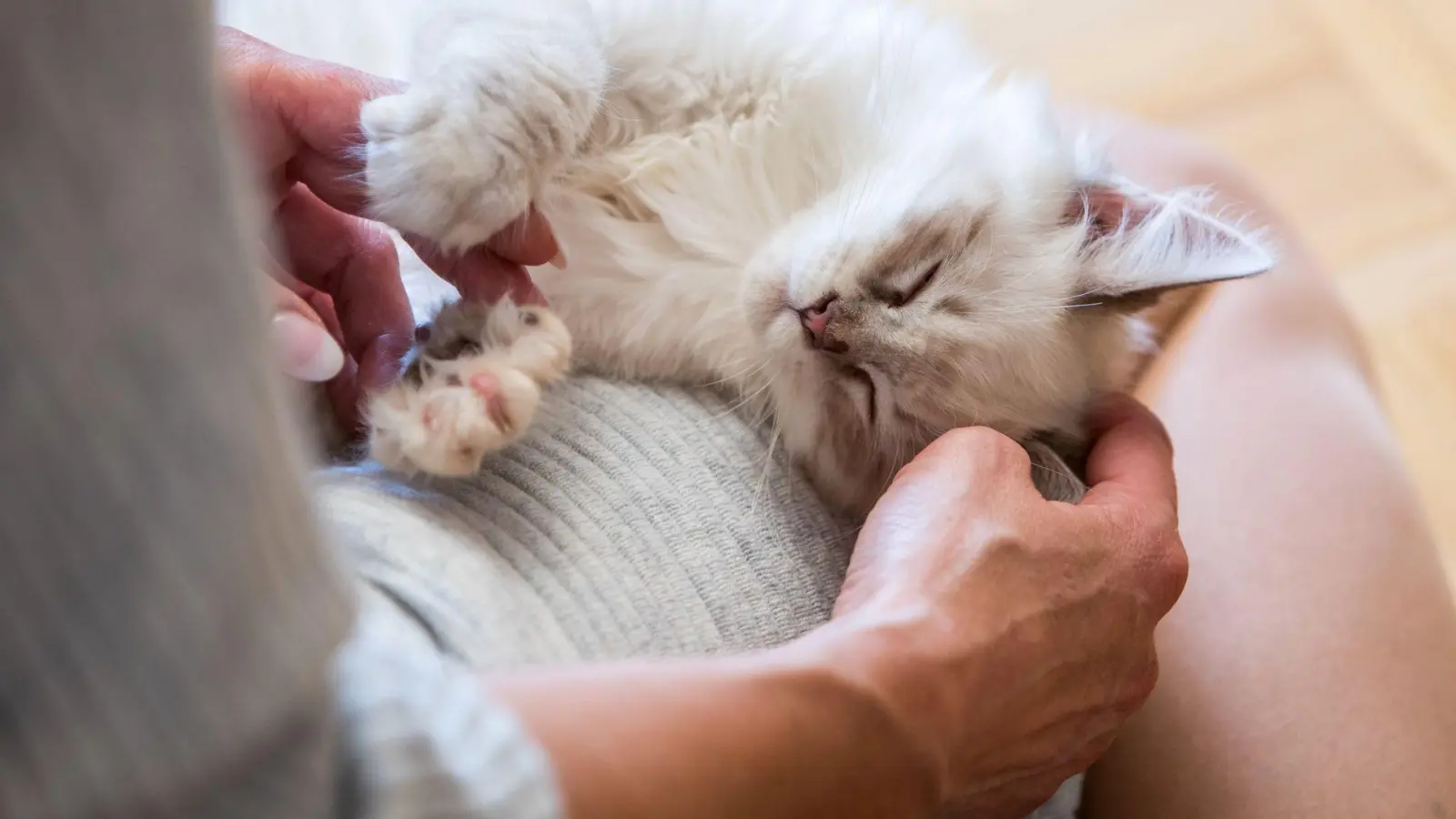 Mit etwas Geduld, ein paar Anpassungen und viel Zuwendung können blinde Katzen ein ebenso erfülltes Leben führen wie ihre sehenden Artgenossen. (Foto: Christin Klose/dpa-tmn)