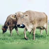 Technik um den Hals: Die Rinder tragen Aktivitätssensoren am Halsband. Damit lassen sich viele Parameter erfassen, die Informationen zur Gesundheit des Tiers liefern. (Foto: Christiane Pietsch)