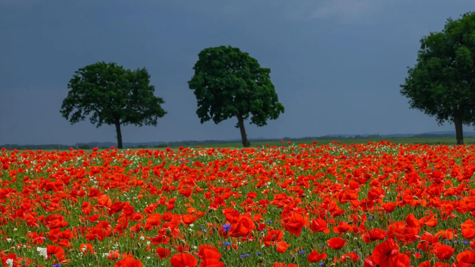 Rot leuchten die Blütenblätter vom Klatschmohn auf einem Feld in Brandenburg, während im Hintergrund Regenwolken über die Landschaft ziehen.  (Foto: Patrick Pleul/dpa)
