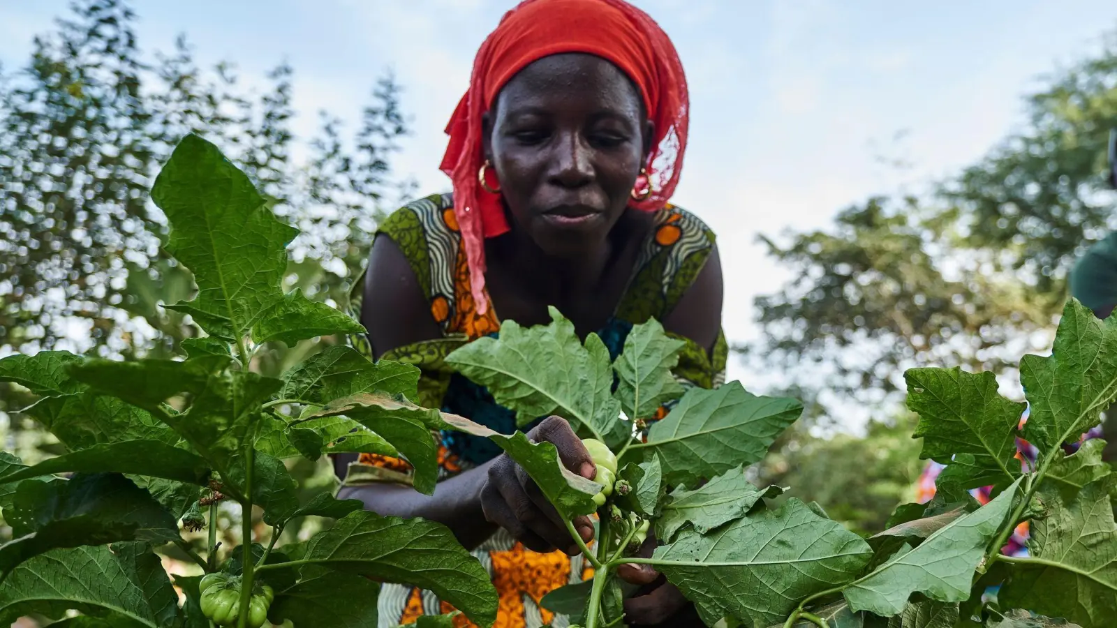 Eine Landwirtin arbeitet auf dem Feld im Rahmen eines Waldgartenprojekts von Trees for the Future in Kaffrine (Senegal). (Foto: Xaume Olleros/Trees for the Future/dpa)