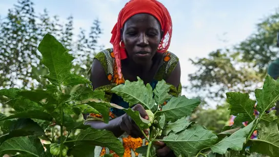 Eine Landwirtin arbeitet auf dem Feld im Rahmen eines Waldgartenprojekts von Trees for the Future in Kaffrine (Senegal). (Foto: Xaume Olleros/Trees for the Future/dpa)