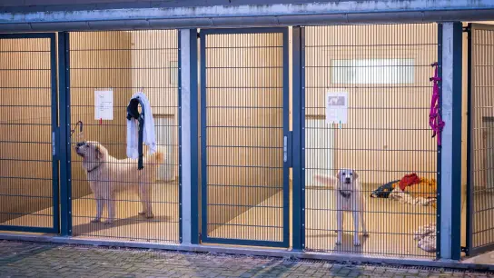 Zwei Hunde im Tierheim Saarbrücken. (Foto: Oliver Dietze/dpa)