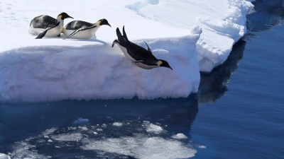 Kaiserpinguine in der Antarktis. (Foto: Liu Shiping/XinHua/dpa)