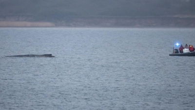 Auch am Montag lag der Buckelwal noch in der Wismarbucht. (Foto: Philip Dulian/dpa)