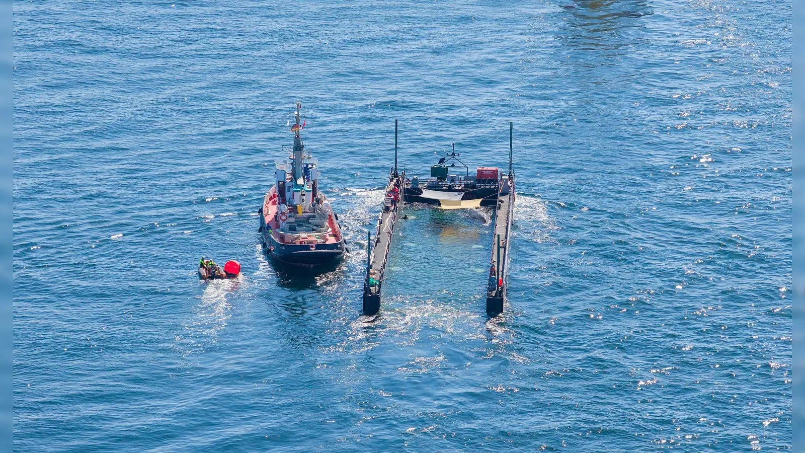 Dem Umweltministerium von Mecklenburg-Vorpommern liegen noch immer keine Daten zum Verbleib des freigesetzten Buckelwals vor. (Archivbild) (Foto: News5 / Sebastian Peters/NEWS5/dpa)