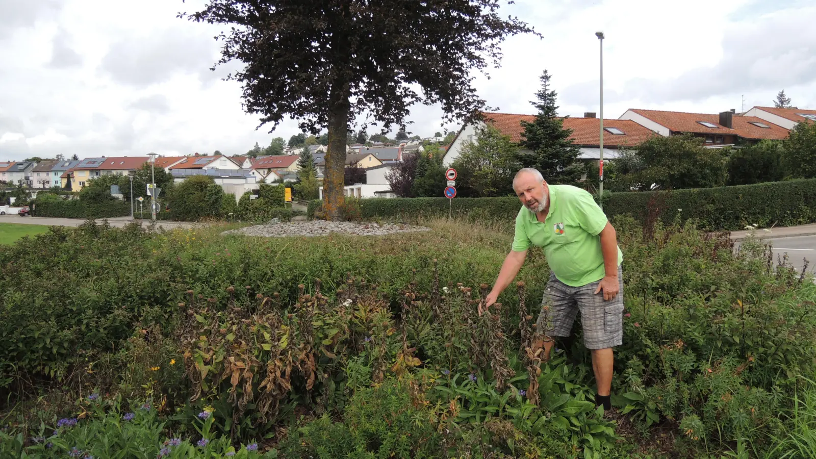 Unmut wegen des Gießens: Obst- und Gartenbauvereinsvorsitzender Reiner Schöbel zeigt vertrocknete und nicht geschnittene Pflanzen auf der inzwischen ungepflegten Insel im Kreisverkehr am Walkmühlweg. (Foto: Peter Zumach)