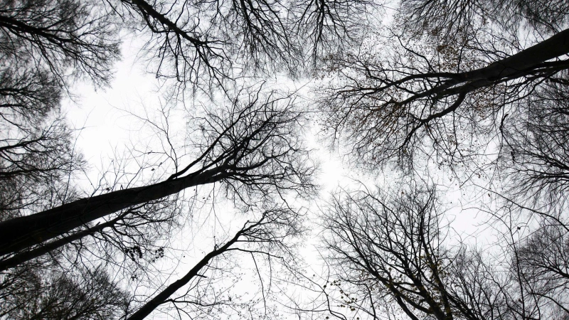 Ein unbekannter Täter hat sich auf einem Waldgrundstück bei Feuchtwangen zu schaffen gemacht. (Symbolbild: Christian Charisius/dpa)
