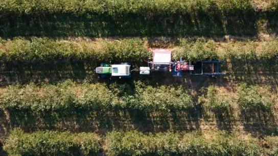 Ein Traktor mit einem Ernteanhänger fährt über eine Aroniaplantage. Auf den sächsischen Aronia-Feldern hat die Ernte begonnen. (Foto: Sebastian Kahnert/dpa)