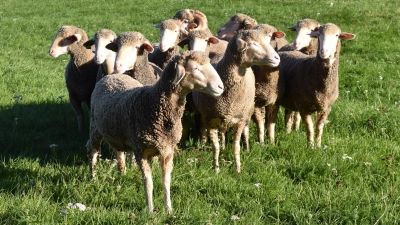Die Merinoschafe aus Spanien schauen sich neugierig um auf der Weide in Triesdorf. (Foto: LLA Triesdorf)