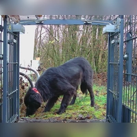 Noch ein paar Schritte, dann ist es geschafft. Geht der Hund in die Falle, ist die Mission erfolgreich abgeschlossen. (Foto: Hundesicherung Dreifrankeneck)