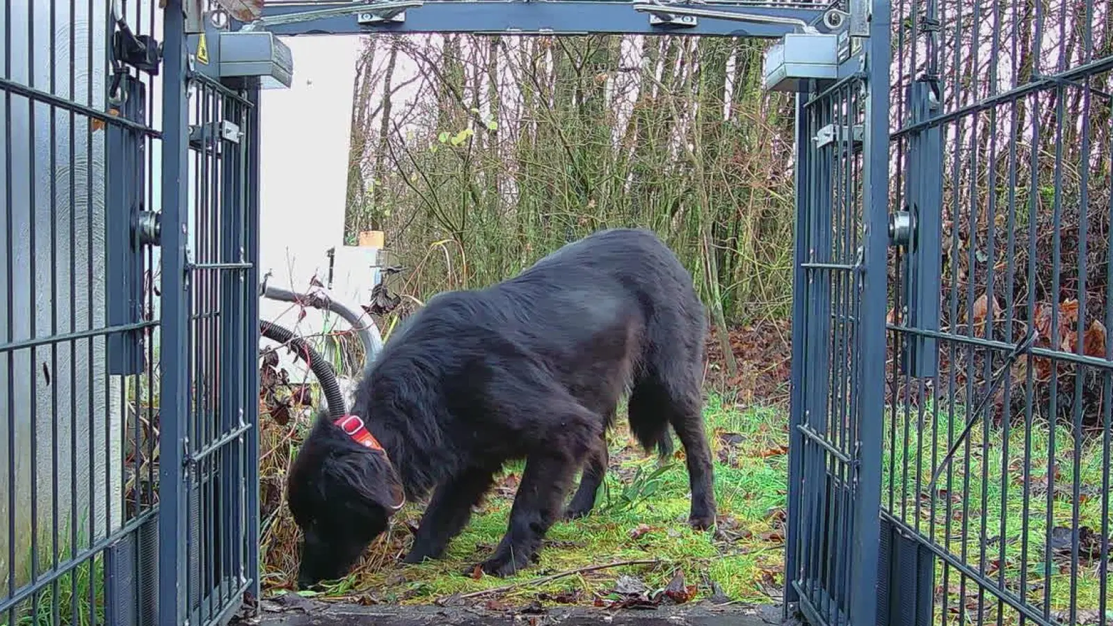 Noch ein paar Schritte, dann ist es geschafft. Geht der Hund in die Falle, ist die Mission erfolgreich abgeschlossen. (Foto: Hundesicherung Dreifrankeneck)