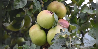 Der Herbst verspricht eine üppige Obsternte in Westmittelfranken. Allerdings gestaltet sich die Verwertung in diesem Jahr deutlich schwieriger als sonst. (Foto: Silvia Schäfer)