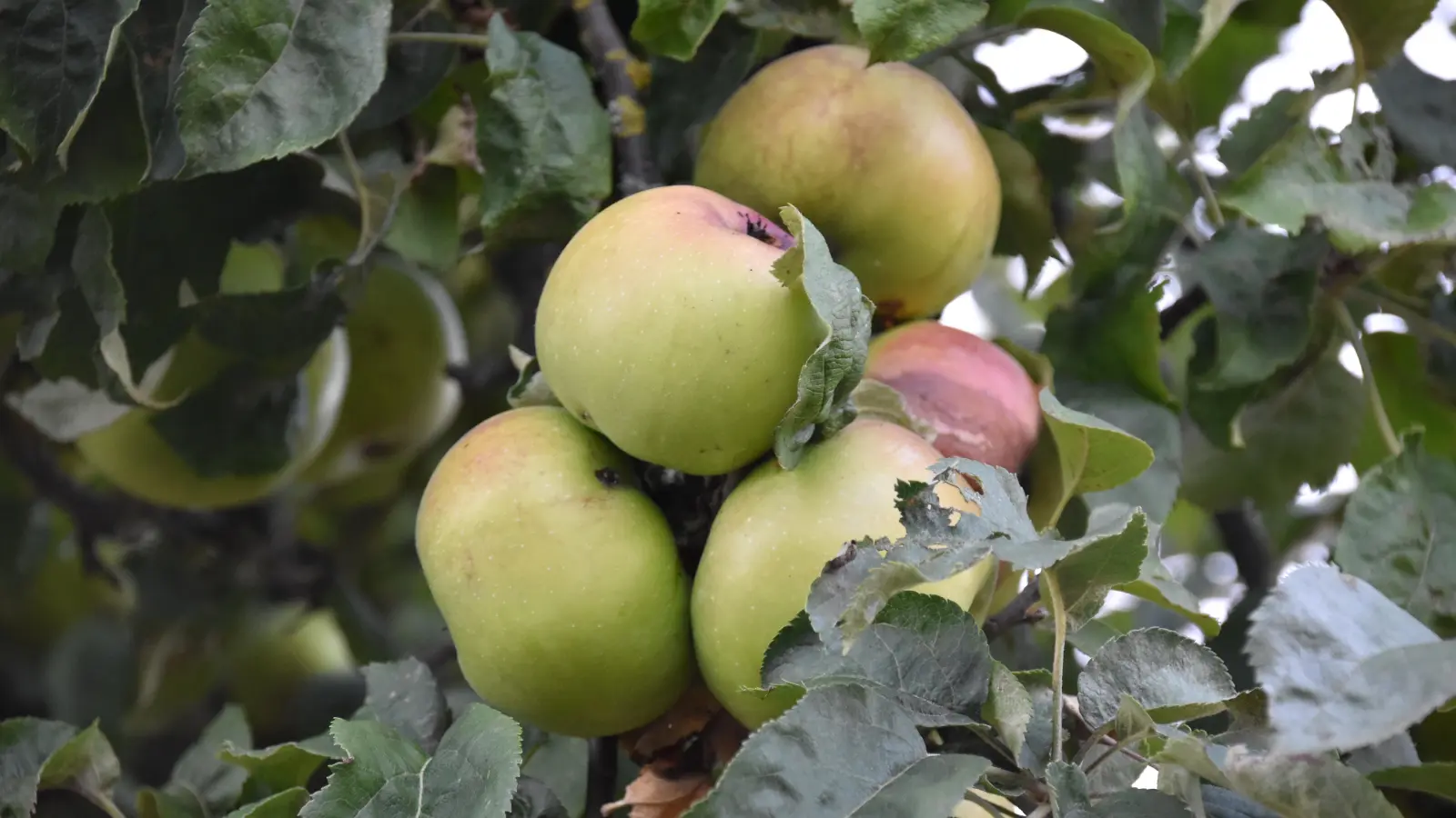 Der Herbst verspricht eine üppige Obsternte in Westmittelfranken. Allerdings gestaltet sich die Verwertung in diesem Jahr deutlich schwieriger als sonst. (Foto: Silvia Schäfer)