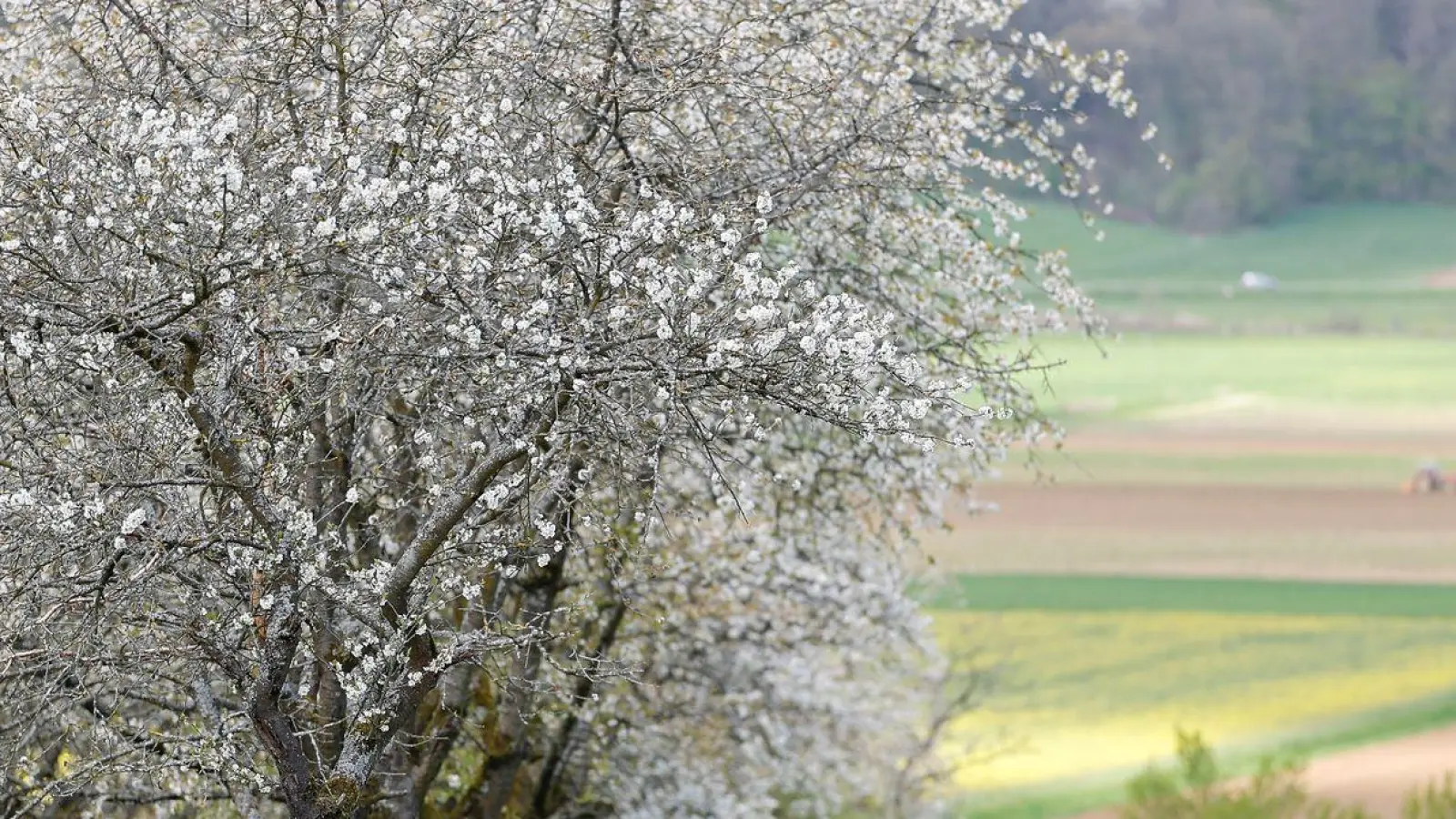 Kirschblüte in der Fränkischen Schweiz bei Kirchehrenbach, Landkreis Forchheim. (Foto: Daniel Löb/dpa)