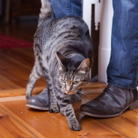 Katzen reden leise – aber deutlich: An den Beinen reiben, Kopf anstupsen: Das ist ihr Signal für Nähe und Zugehörigkeit. (Foto: Silvia Marks/dpa Themendienst/dpa-tmn)