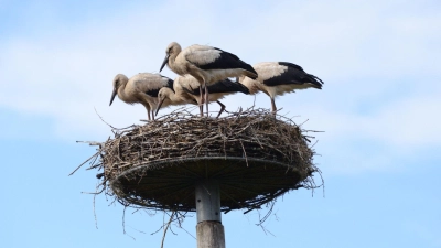 Storch Findus (vorne Mitte) im Nest mit seinen Geschwistern. (Foto: Hans Skov/Storkene.dk/dpa)