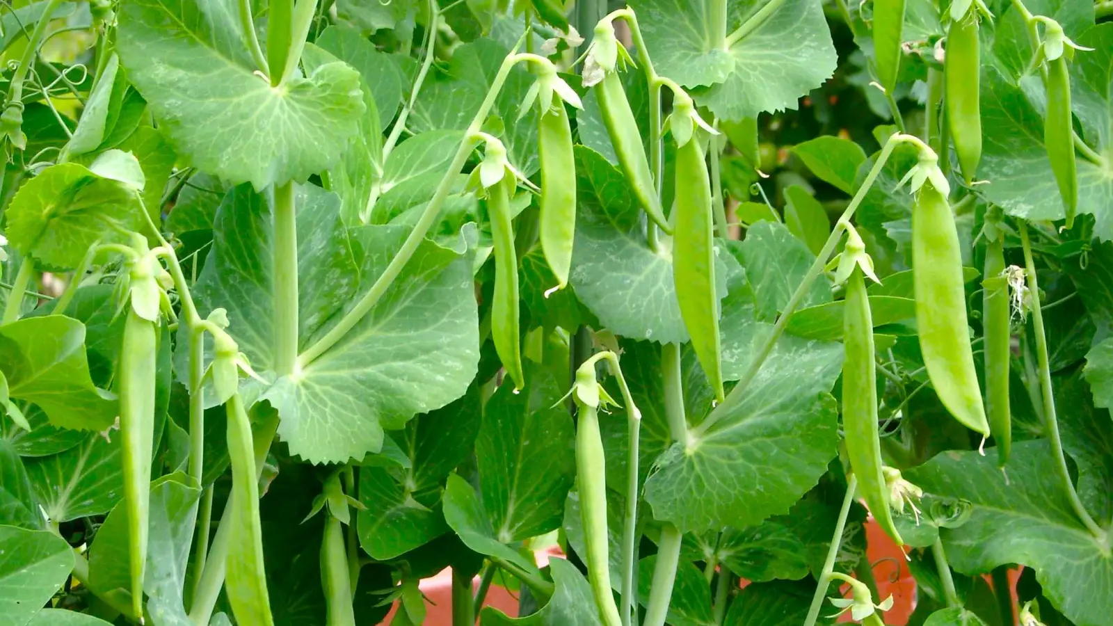 Sobald die Erbsen gut aufgelaufen sind, erhalten sie eine Stütze und werden angehäufelt. (Foto: Peter Busch)