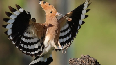 Mit dieser spektakulären Aufnahme von einem Wiedehopf bei der Futteraufnahme gelang Kurt Kochler eines der Siegerfotos.  (Foto: Kurt Kochler)