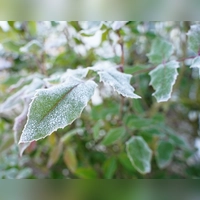 Achtung, es könnte frieren: der Deutsche Wetterdienst warnt in diesem Herbst erstmals vor Nachtfrost. (Archivbild: Simone Hedler)
