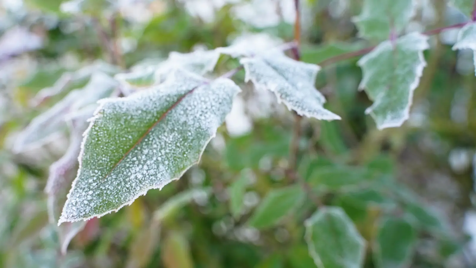 Achtung, es könnte frieren: der Deutsche Wetterdienst warnt in diesem Herbst erstmals vor Nachtfrost. (Archivbild: Simone Hedler)