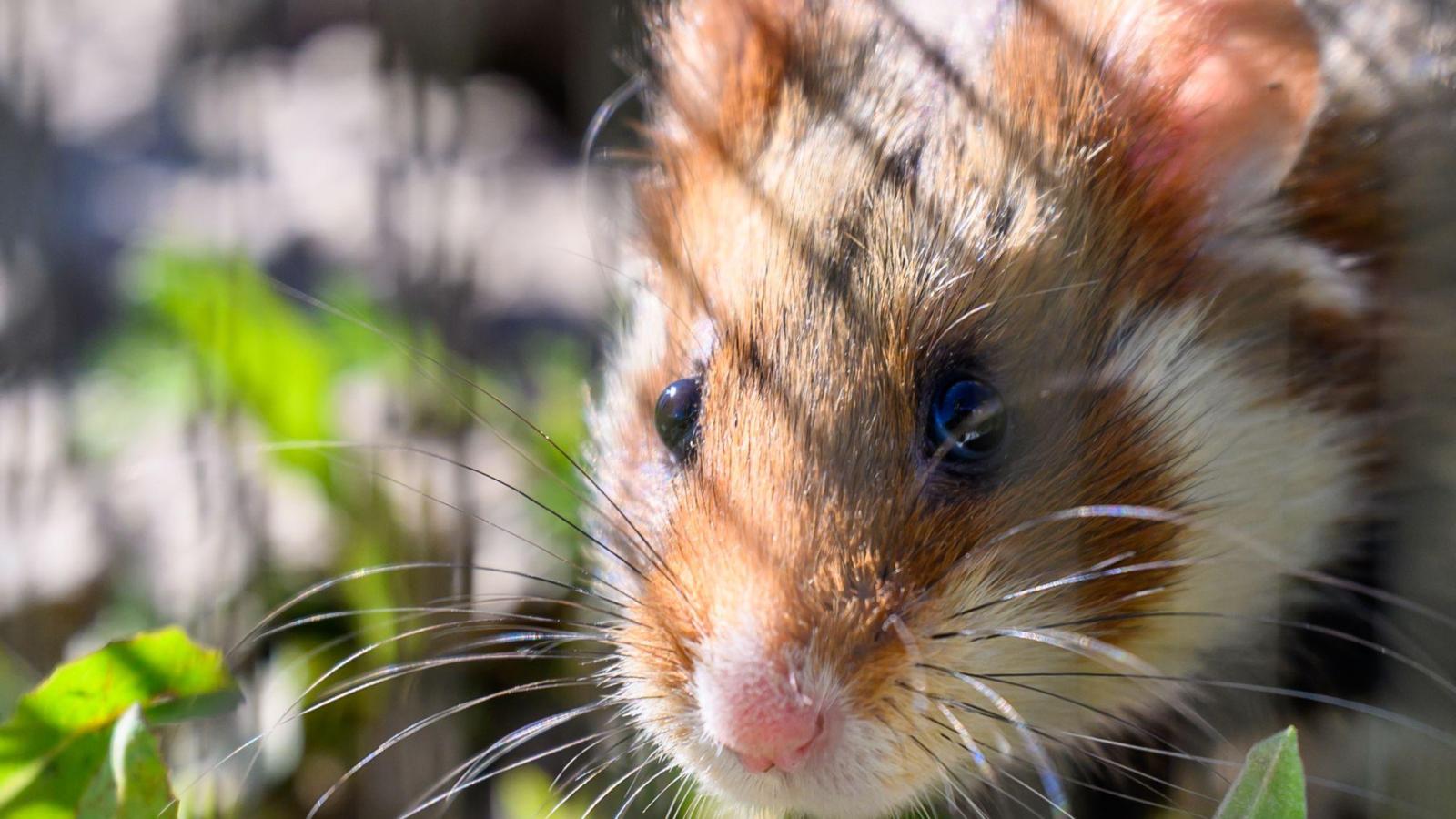Six hamsters abandoned in front of animal shelter in Ansbach: PETA gets ...