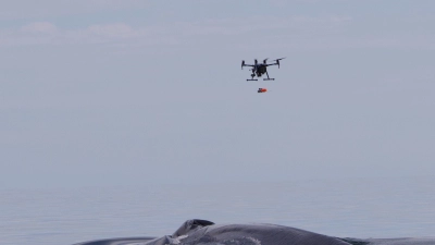 Ein Sender mit Saugknöpfen wird mit einer Drohne auf einen Wal gesetzt. (Foto: David Wiley/NOAA/dpa)