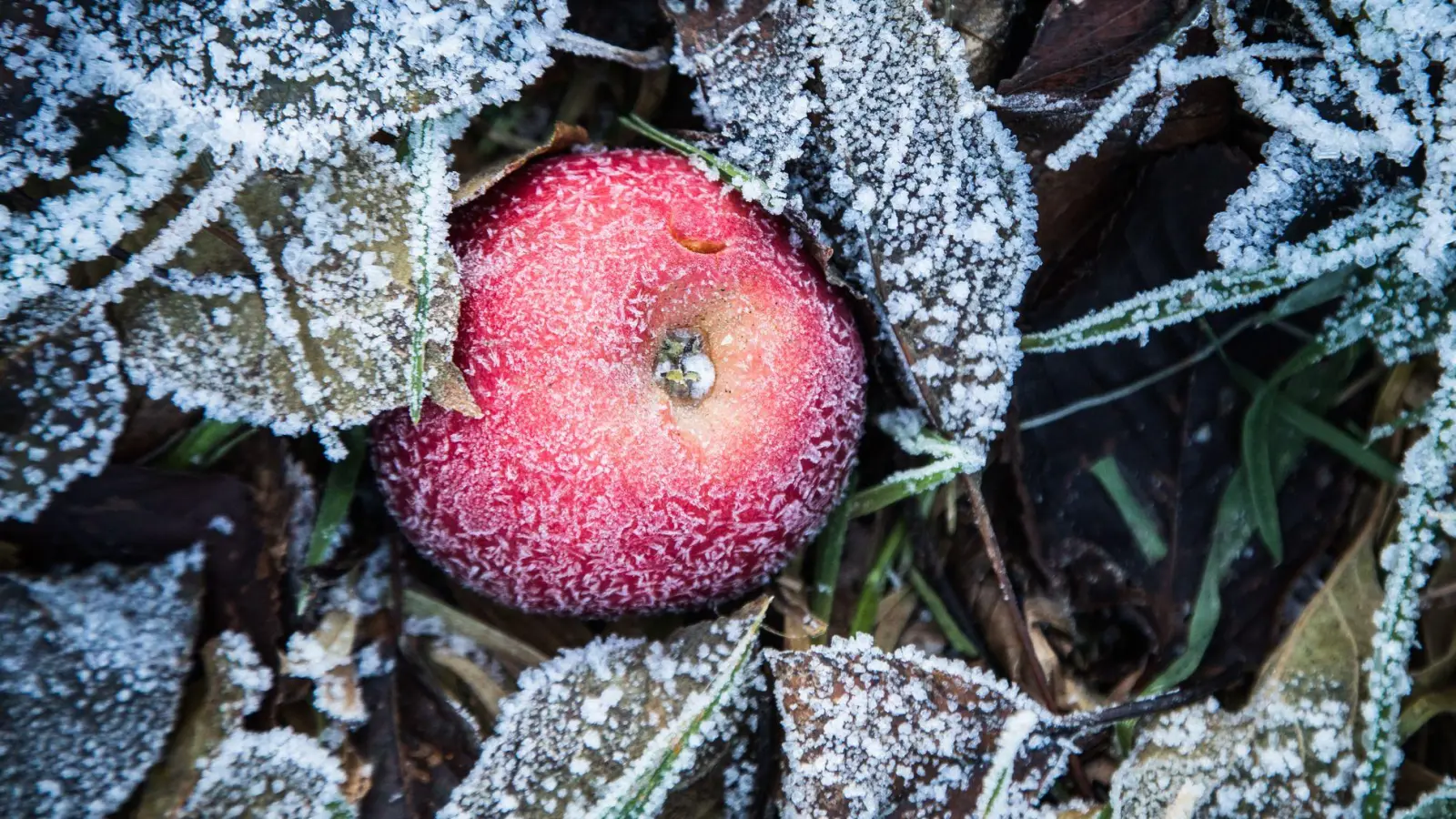 Überbleibsel: Wer im Herbst etwas Fallobst liegenlässt, schenkt etwa Gartenvögeln eine wertvolle Nahrungsquelle. (Foto: Christin Klose/dpa-tmn)