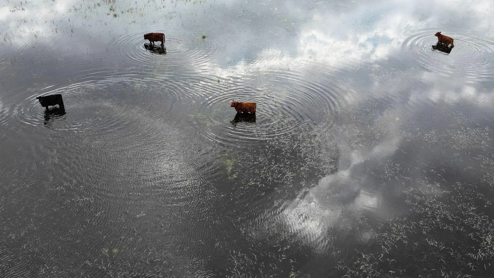 Kühe im Hochwasser (Foto: Natacha Pisarenko/AP/dpa)