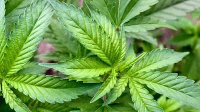 Die Ampel-Koalition will Cannabis mit genauen Regeln legalisieren. (Foto: Patrick Pleul/dpa)