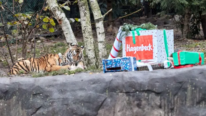 Die Tigerkinder Rida und Daria fallen über ihre verfrühten Nikolaus-Geschenke her. (Foto: Georg Wendt/dpa)